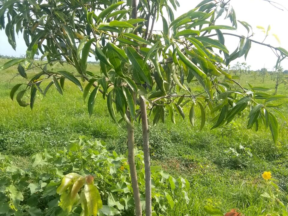 WALAJABAD1