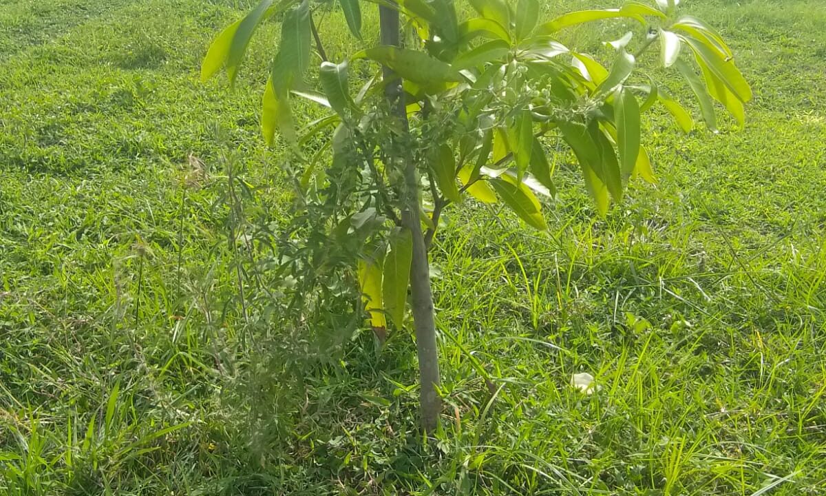 WALAJABAD2