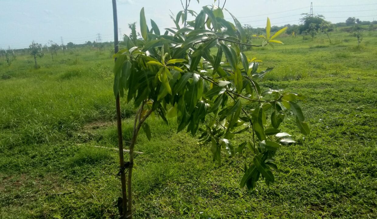 WALAJABAD5